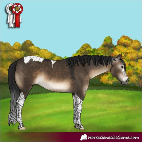 Horse Color:Gray Brown Dun Sabino Tobiano 