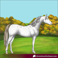 Horse Color:White Spotted Buckskin Appaloosa 