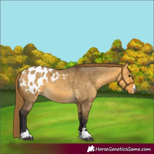 Horse Color:Buckskin Dun Blanket 