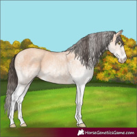 Horse Color:White Spotted Amber Champagne 