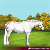 Horse Color:Gray Silver Amber Champagne Splash Frame Near Leopard