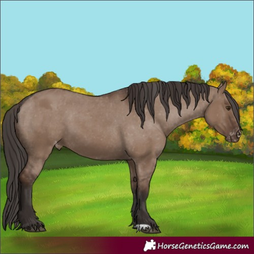 Horse Color:Liver Red Dun Appaloosa 
