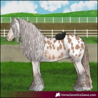 Horse Color:Red Dun Appaloosa 