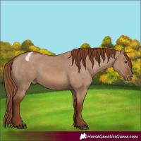 Horse Color:Red Dun Varnish 