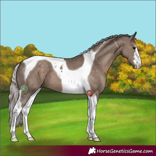 Horse Color:White Spotted Silver Grullo Tobiano