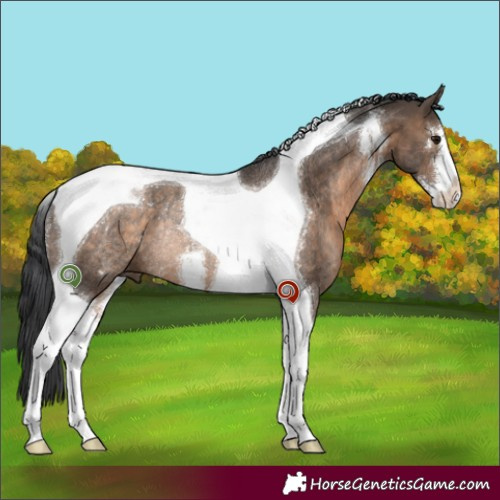 Horse Color:White Spotted Brown Dun Tobiano Rabicano 