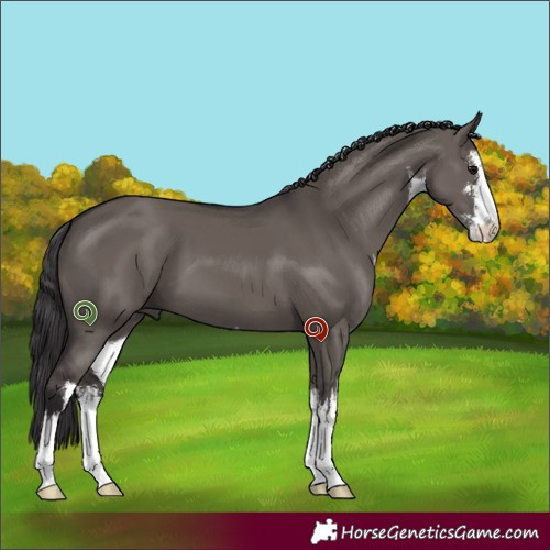 Horse Color:White Spotted Smoky Grullo 