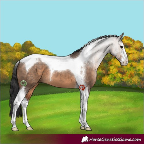 Horse Color:White Spotted Brown Dun Tobiano 