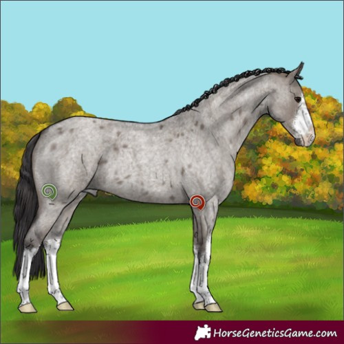 Horse Color:White Spotted Smoky Grullo Roan 