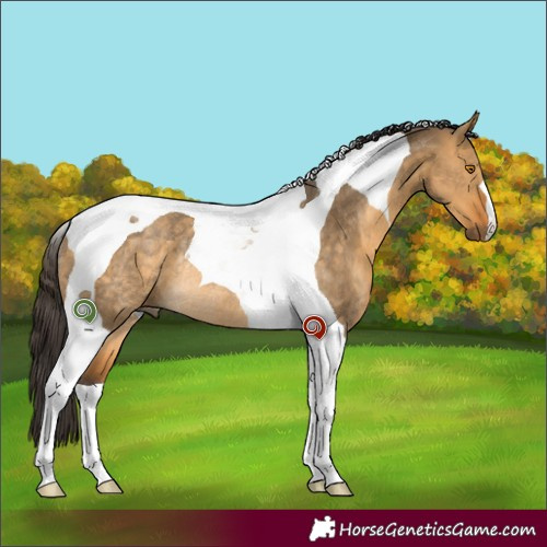 Horse Color:Buckskin Dun Tobiano Rabicano 