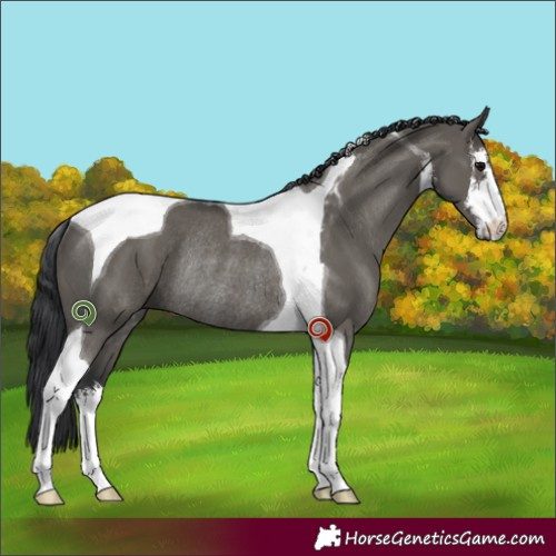 Horse Color:White Spotted Grullo Tobiano Rabicano 