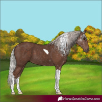 Horse Color:Silver Black Tobiano