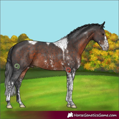 Horse Color:Brown Sabino Tobiano 