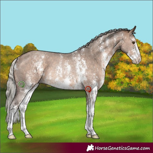 Horse Color:Silver Brown Dun Sabino Rabicano 