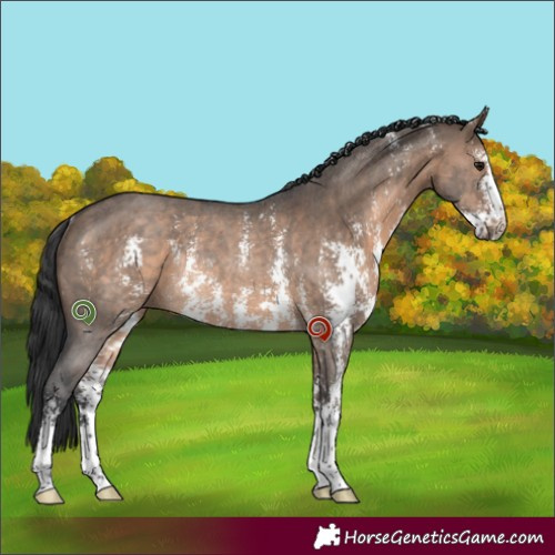 Horse Color:Brown Dun Sabino Rabicano 