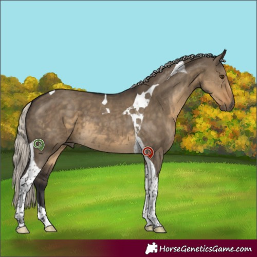 Horse Color:Silver Smoky Grullo Tobiano 