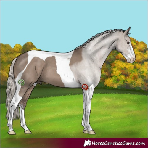 Horse Color:Silver Grullo Sabino Tobiano 