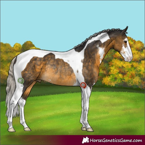 Horse Color:Silver Buckskin Sabino Tobiano Rabicano 