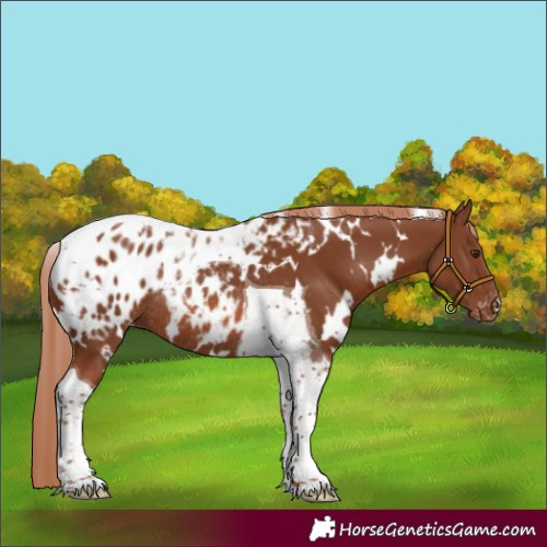 Horse Color:White Spotted Chestnut Tobiano Appaloosa Rabicano 