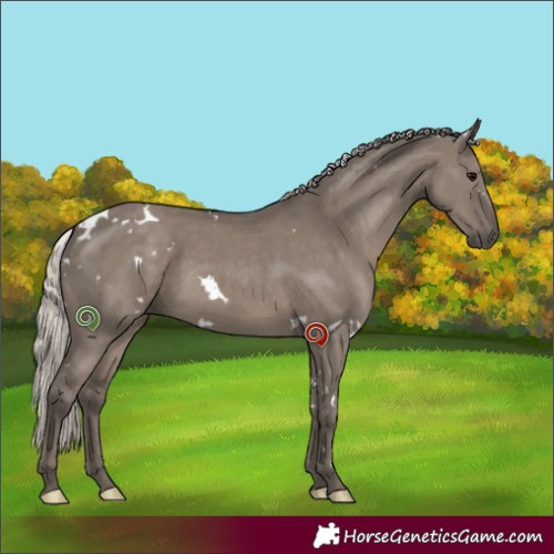 Horse Color:White Spotted Silver Grullo 