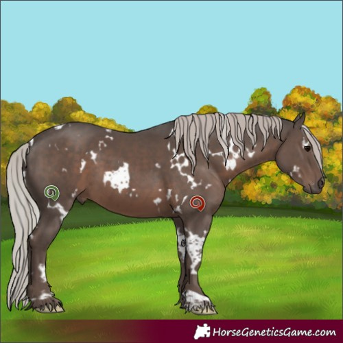 Horse Color:White Spotted Silver Black 