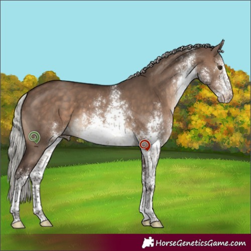 Horse Color:White Spotted Silver Brown Dun Sabino 