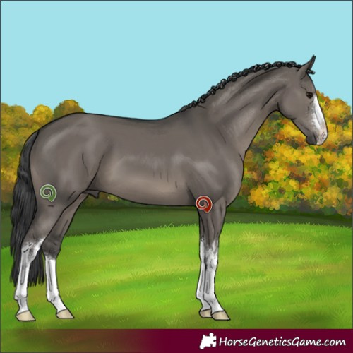 Horse Color:White Spotted Grullo 