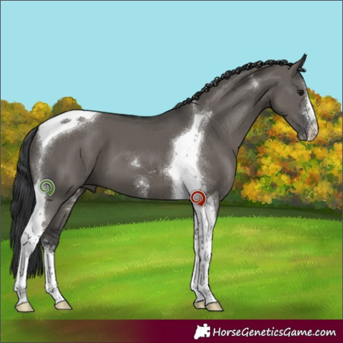 Horse Color:Grullo Sabino Tobiano 