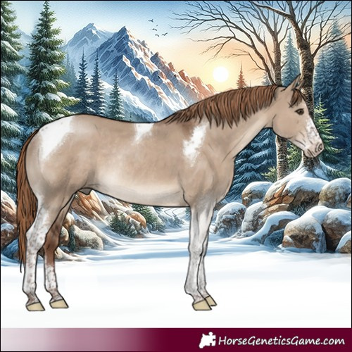 Horse Color:Liver Red Dun Sabino Tobiano Rabicano