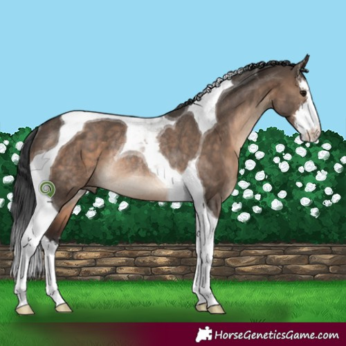 Horse Color:White Spotted Brown Dun Tobiano Rabicano 