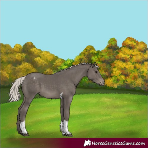 Horse Color:Unknown 