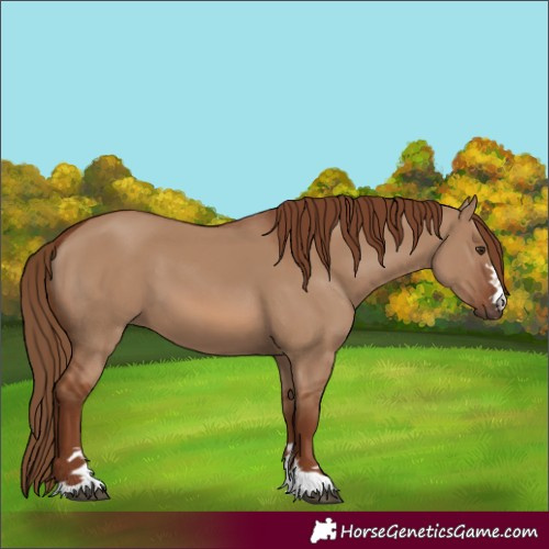 Horse Color:Red Dun