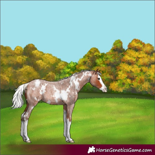 Horse Color:White Spotted Silver Bay Roan Splash Appaloosa 
