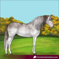 Horse Color:Gray White Spotted Chestnut 