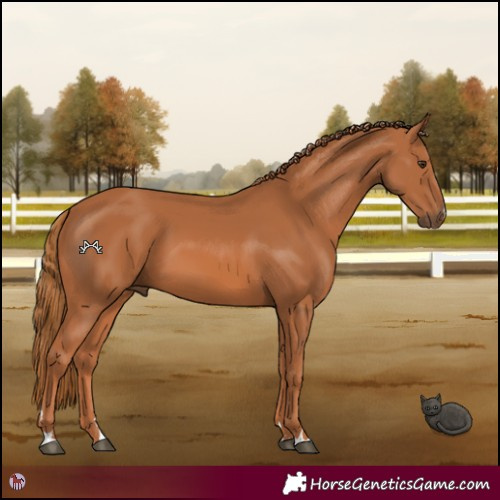 Horse Color:Chestnut 