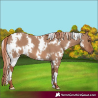 Horse Color:White Spotted Red Dun 