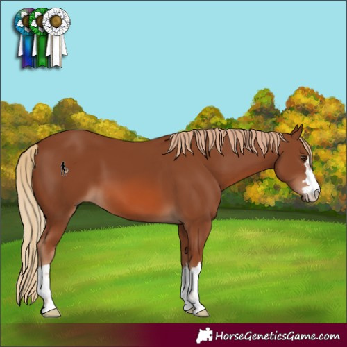 Horse Color:Chestnut 