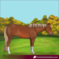 Horse Color:Chestnut 