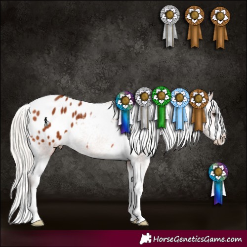 Horse Color:Silver Bay Appaloosa