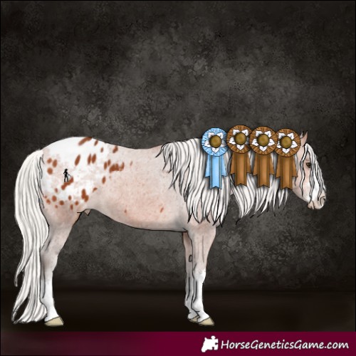Horse Color:Silver Bay Appaloosa 