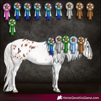 Horse Color:Silver Bay Appaloosa 