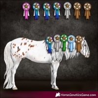 Horse Color:Silver Bay Appaloosa 