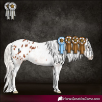 Horse Color:Silver Bay Appaloosa 