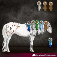 Horse Color:Silver Bay Appaloosa