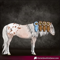 Horse Color:Silver Bay Appaloosa