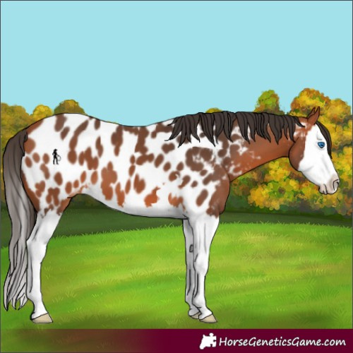 Horse Color:Bay Splash Near Leopard 