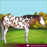 Horse Color:Bay Splash Near Leopard 