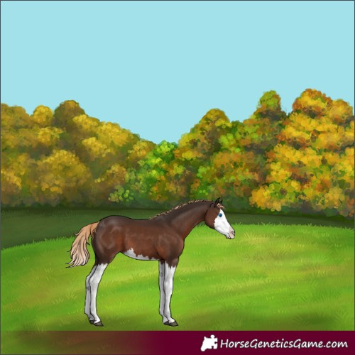 Horse Color:White Spotted Liver Chestnut Splash 