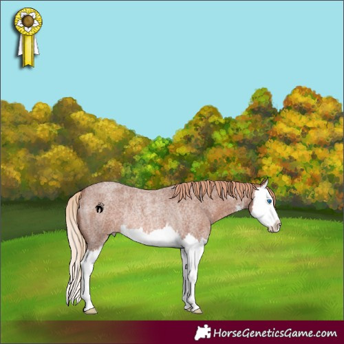 Horse Color:White Spotted Red Roan Splash Rabicano 