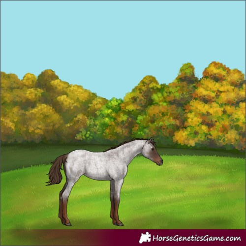Horse Color:Gray Red Roan 